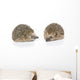Igel Erinaceus Europaeus