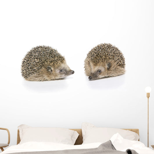 Igel Erinaceus Europaeus
