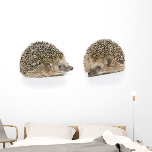 Igel Erinaceus Europaeus