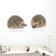 Igel Erinaceus Europaeus