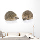Igel Erinaceus Europaeus