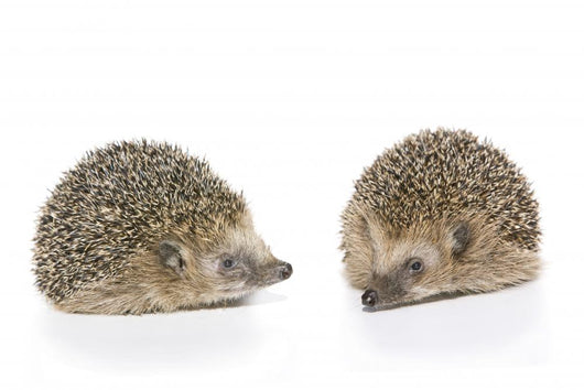 Igel Erinaceus Europaeus