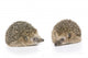 Igel Erinaceus Europaeus