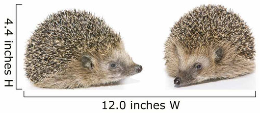 Igel Erinaceus Europaeus