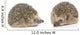 Igel Erinaceus Europaeus
