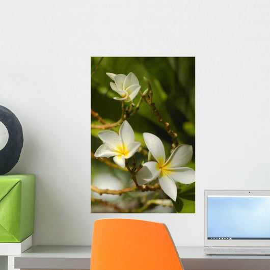 Frangipani Flowers Wall Decal