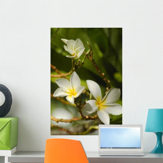 Frangipani Flowers Wall Decal