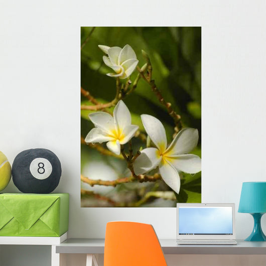 Frangipani Flowers Wall Decal