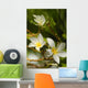 Frangipani Flowers Wall Decal