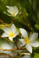 Frangipani Flowers Wall Decal