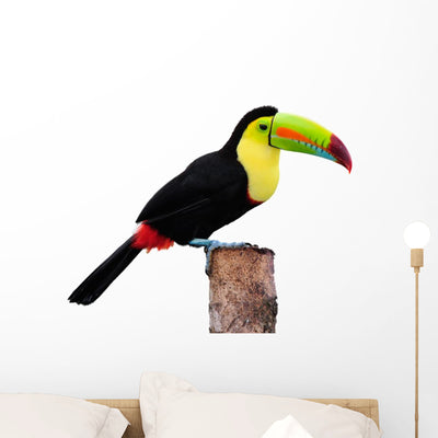 Keel Billed Toucan from Wall Decal shown on a wall