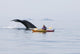 Humpback Whale Surfaces near Wall Decal Design 3