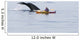 Humpback Whale Surfaces near Wall Decal Design 3