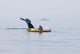 Humpback Whale Surfaces near Wall Decal Design 2