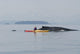 Humpback Whale Surfaces near Wall Decal Design 1