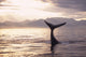 Silhouette Humpback Whale Fluke Wall Decal