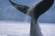 Up Humpback Whale Fluke Wall Decal