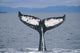 Humpback Whale Fluke Frederick Wall Decal Design 2