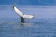 Humpback Whale Fluke Frederick Wall Decal Design 1