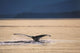 Humpback Whale Tail Pybus Wall Decal