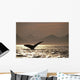 Humpback Whale Tail inside Wall Decal
