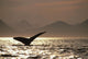Humpback Whale Tail inside Wall Decal