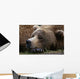 Brown Bear Resting Katmai Wall Decal