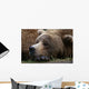 Brown Bear Resting Katmai Wall Decal