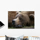 Brown Bear Resting Katmai Wall Decal
