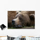 Brown Bear Resting Katmai Wall Decal