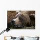 Brown Bear Resting Katmai Wall Decal