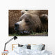 Brown Bear Resting Katmai Wall Decal