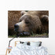 Brown Bear Resting Katmai Wall Decal