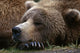 Brown Bear Resting Katmai Wall Decal