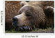 Brown Bear Resting Katmai Wall Decal