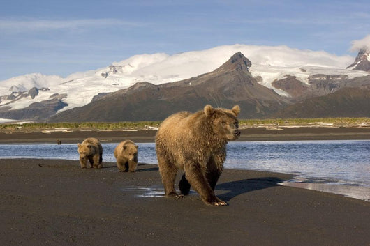 Grizzly Sow and Cubs Wall Decal