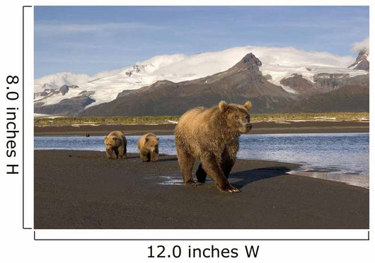 Grizzly Sow and Cubs Wall Decal
