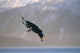 Bald Eagle Landing Kenai Wall Decal