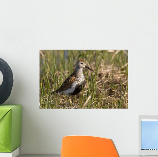 Dunlin Standing Wall Decal