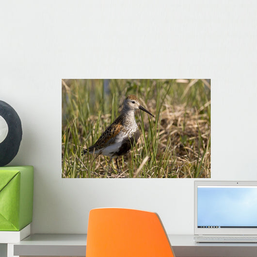 Dunlin Standing Wall Decal