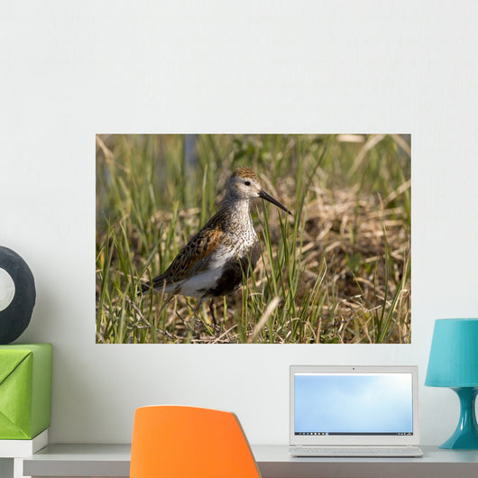 Dunlin Standing Wall Decal