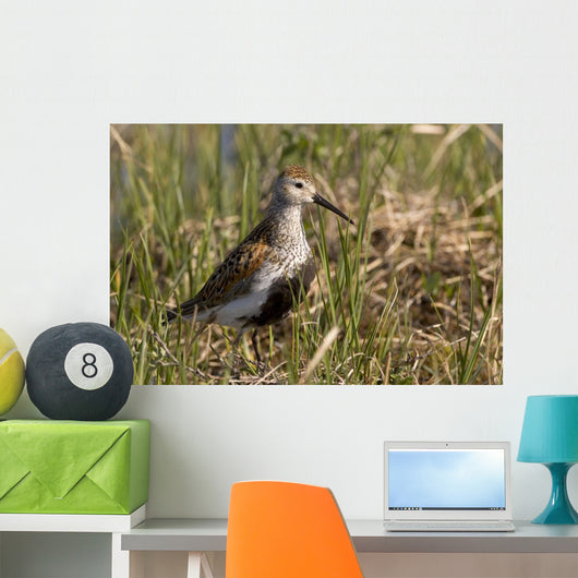 Dunlin Standing Wall Decal