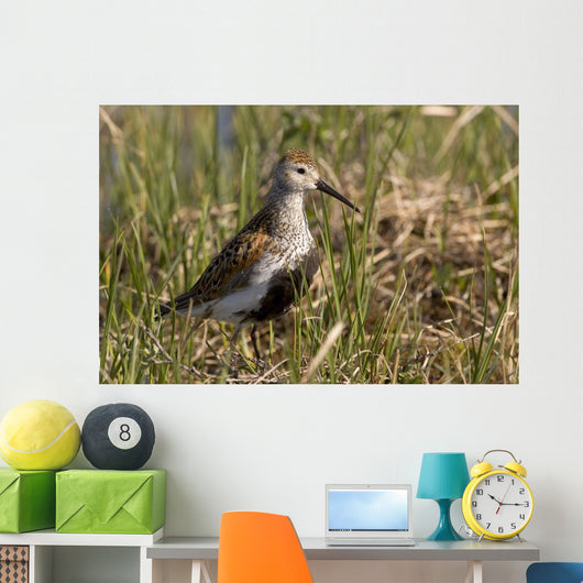 Dunlin Standing Wall Decal