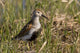 Dunlin Standing Wall Decal