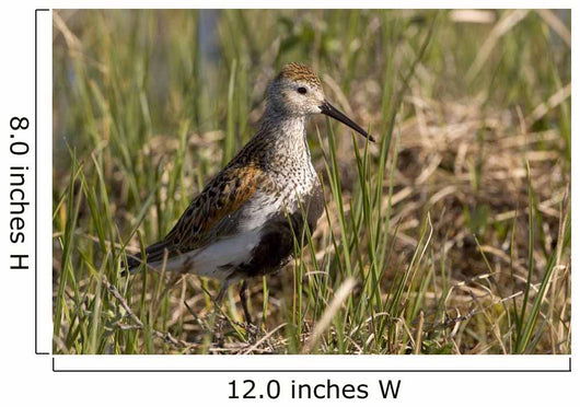 Dunlin Standing Wall Decal