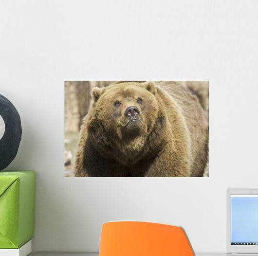 Captive Grizzly Alaska Zoo Wall Decal