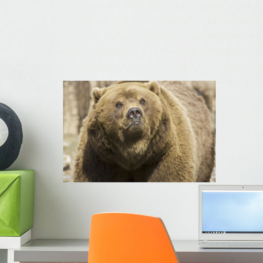 Captive Grizzly Alaska Zoo Wall Decal