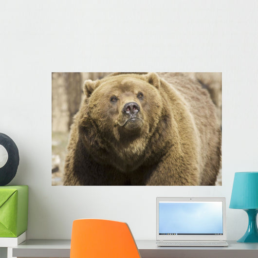 Captive Grizzly Alaska Zoo Wall Decal