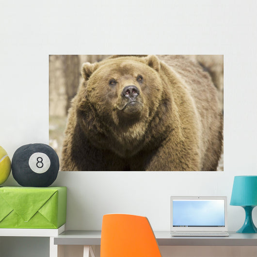 Captive Grizzly Alaska Zoo Wall Decal
