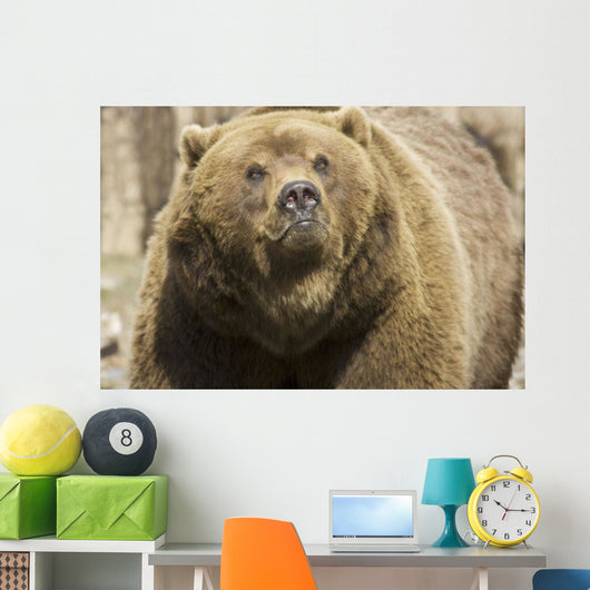 Captive Grizzly Alaska Zoo Wall Decal
